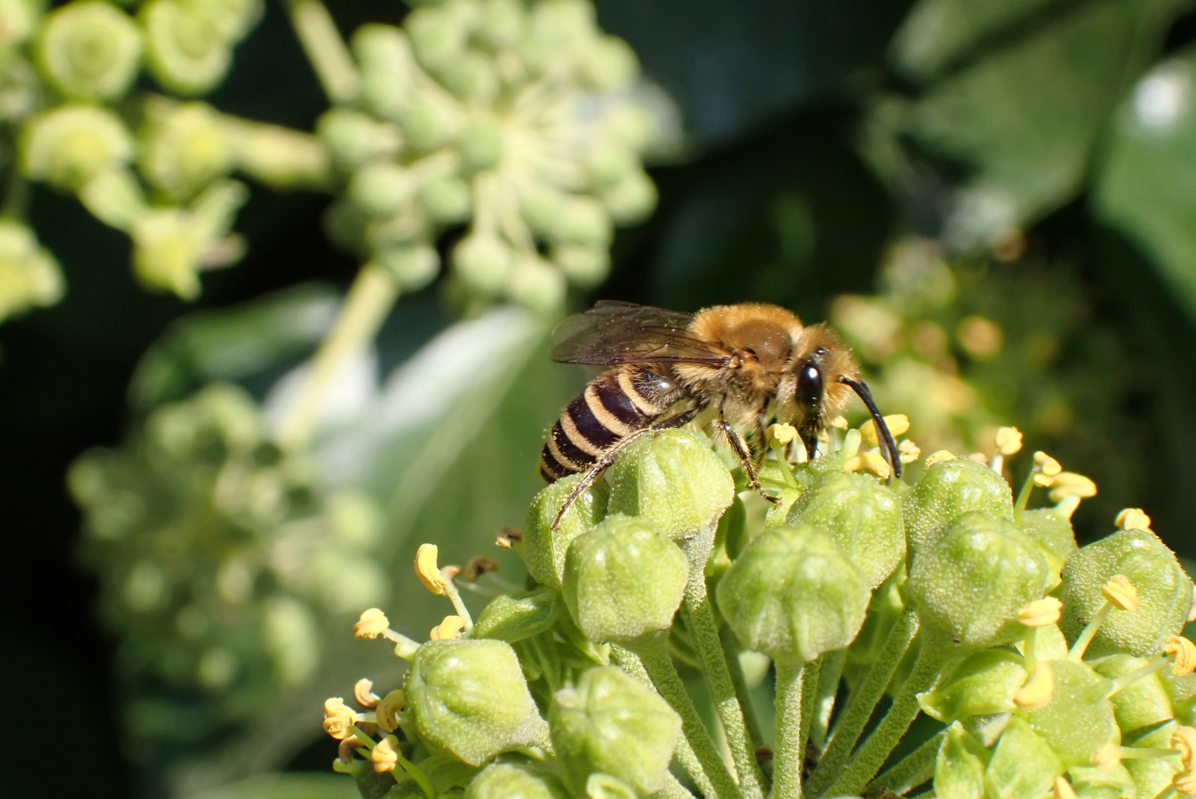 mannetje klimopzijdebij op klimopbloem