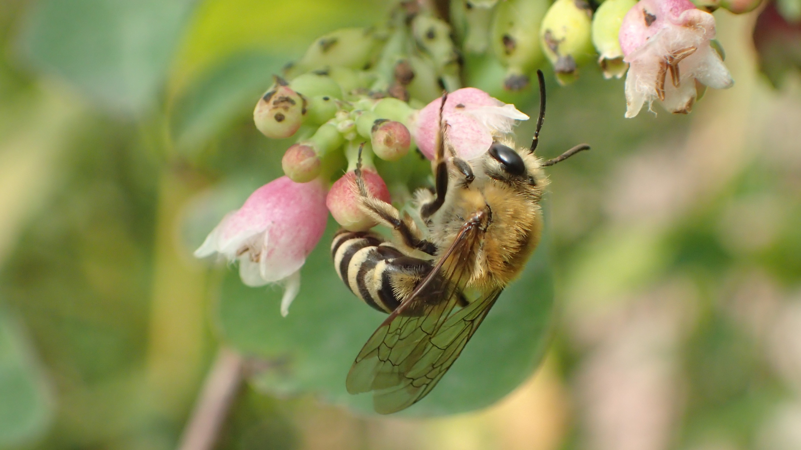 vrouwtje klimopzijdebij op sneeuwbesbloem