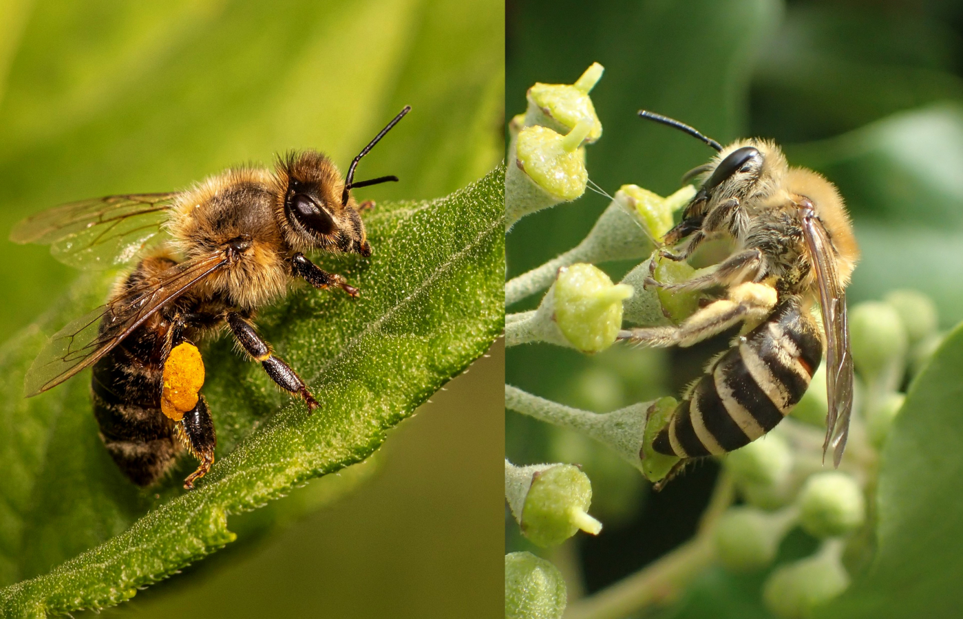 honingbij (links) en klimopzijdebij (rechts)