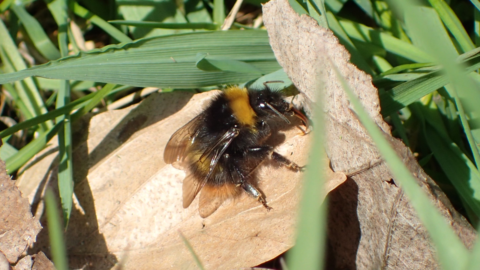 Koningin weidehommel