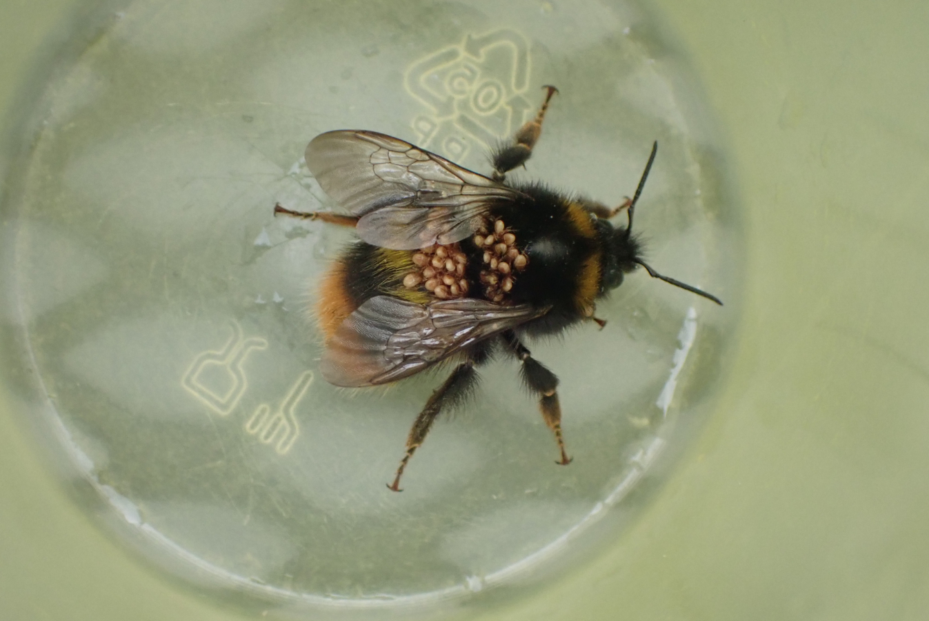 Koningin weidehommel met mijten op haar rug