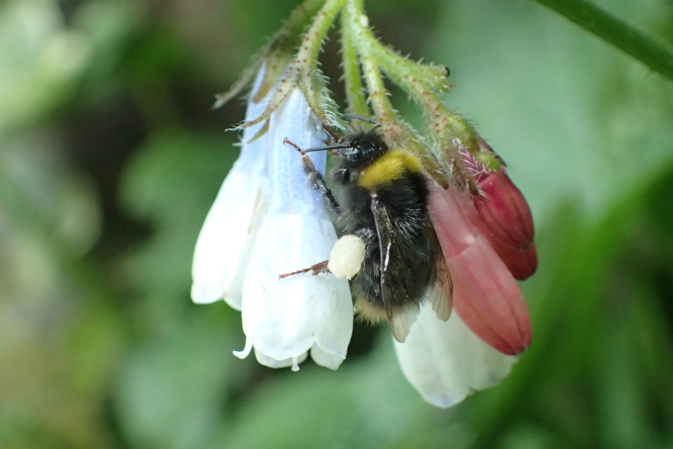 werkster weidehommel met stuifmeelklompje aan haar achterpoot. Ze zit op een smeerwortelbloem en steekt haar tong naar binnen door een gaatje.
