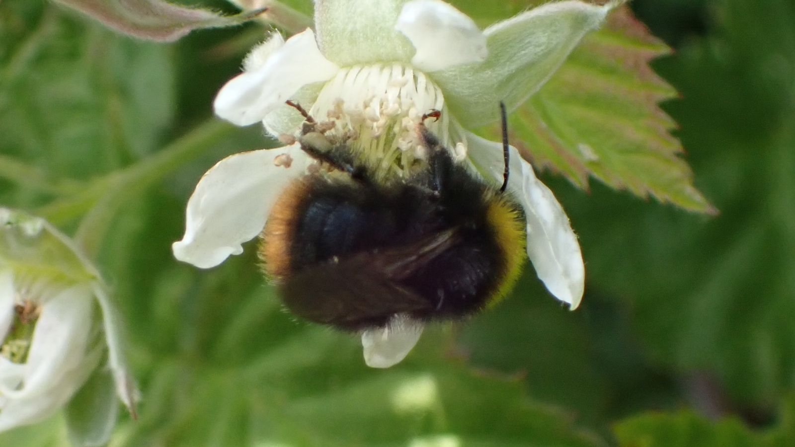 Mannetje weidehommel. Donkere vorm, met veel zwart. 