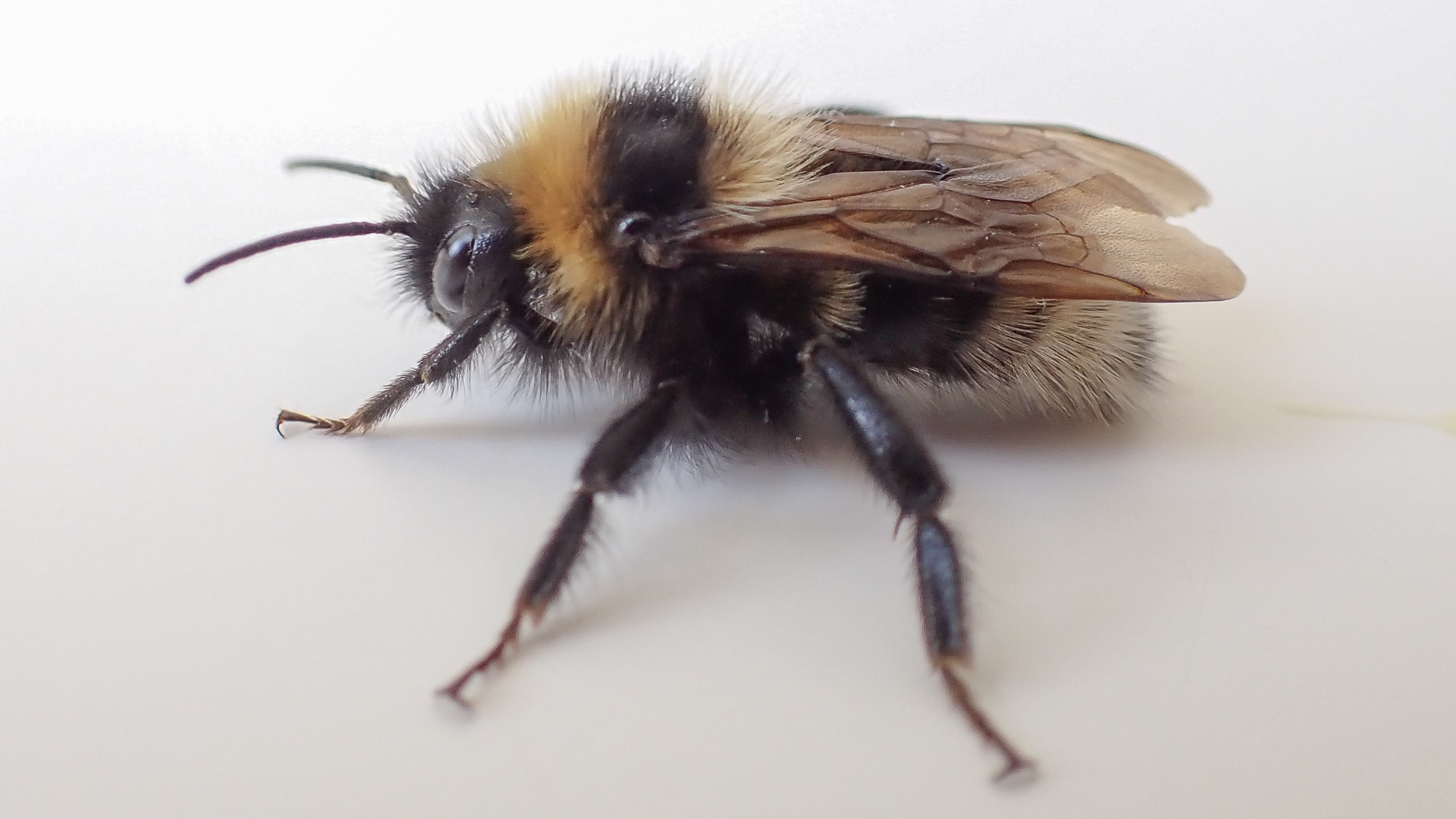 lichte koekoekshommel, mannetje
