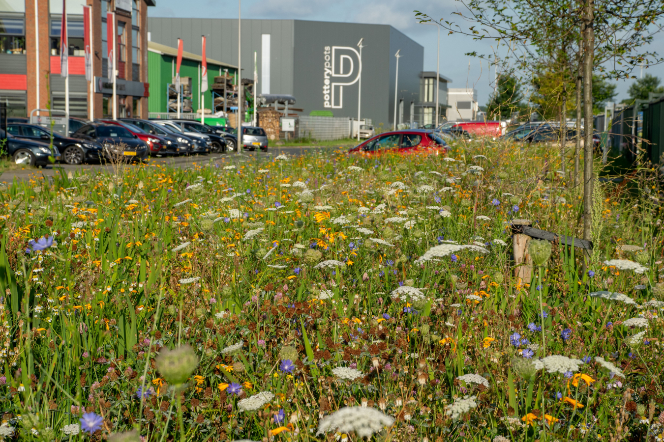 bonte berm op ITC-terrein Hazerswoude