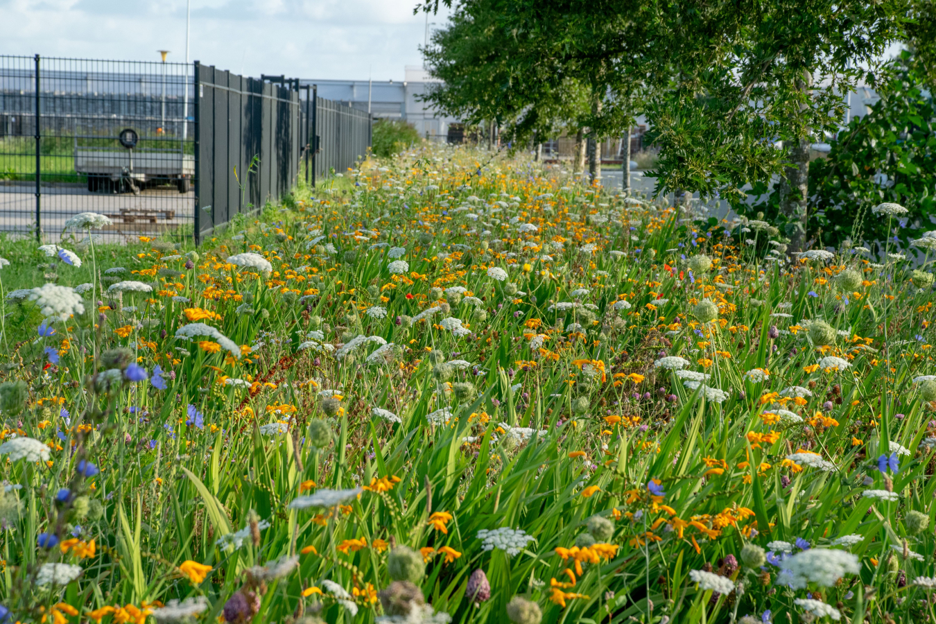 bonte berm op ITC-terrein Hazerswoude