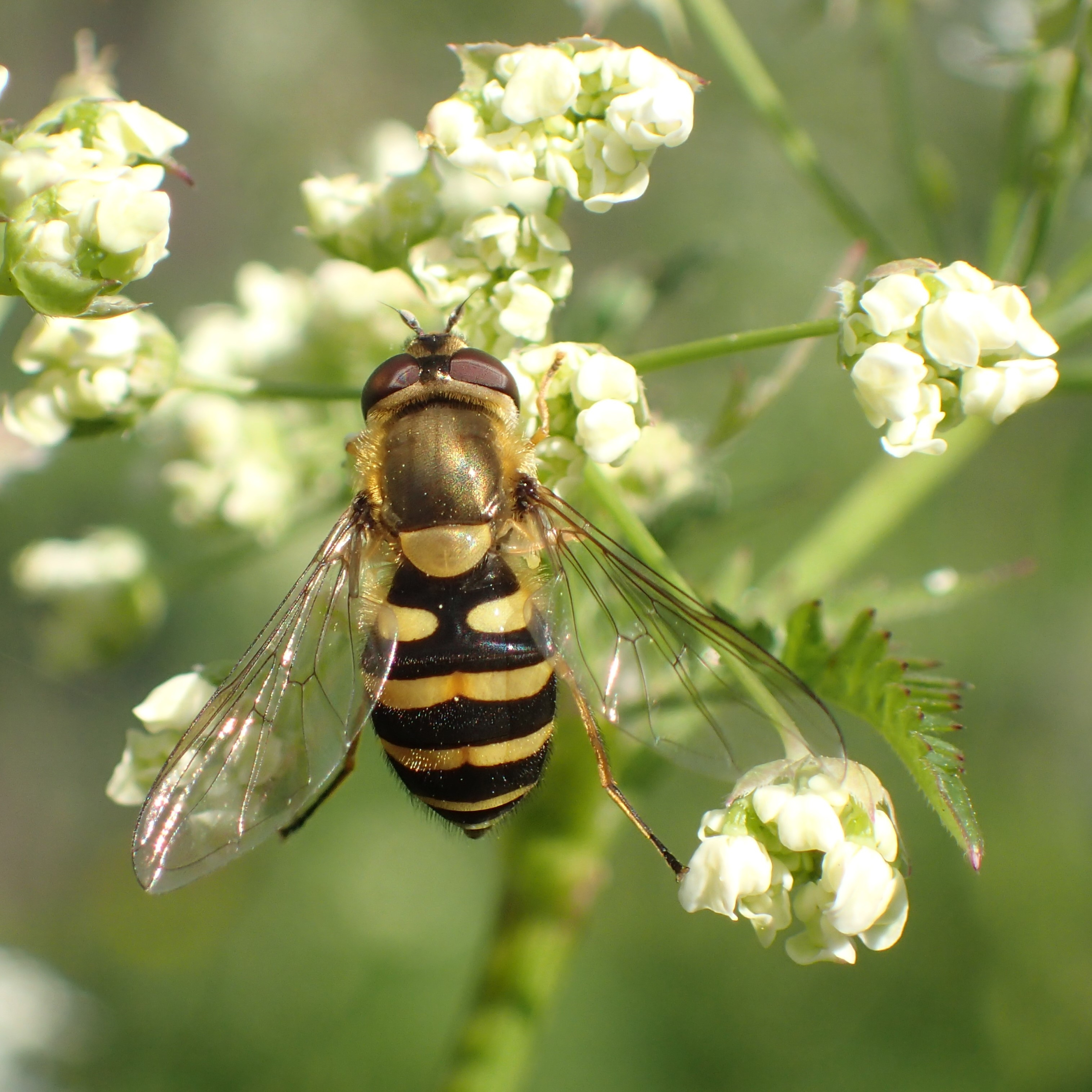 Bandzweefvloeg op fluitenkruidbloem