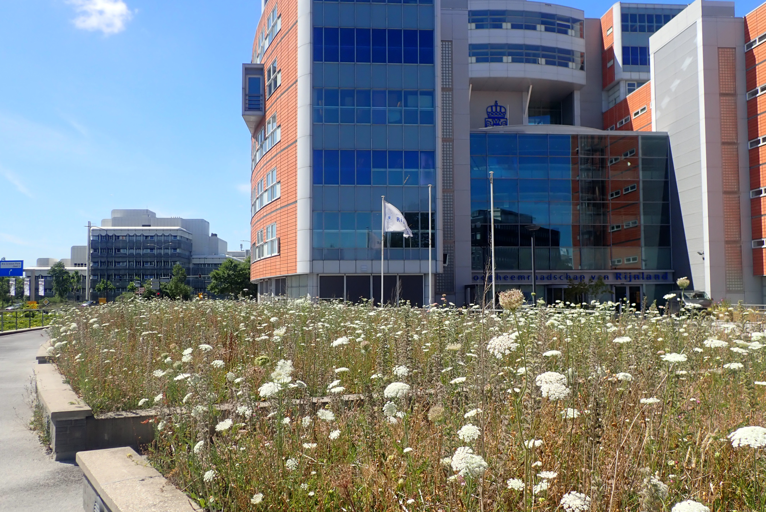 grote bloembakken met bloeinde wilde peen bij hoofdkantoor Hoogheemraadschap van Rijnland