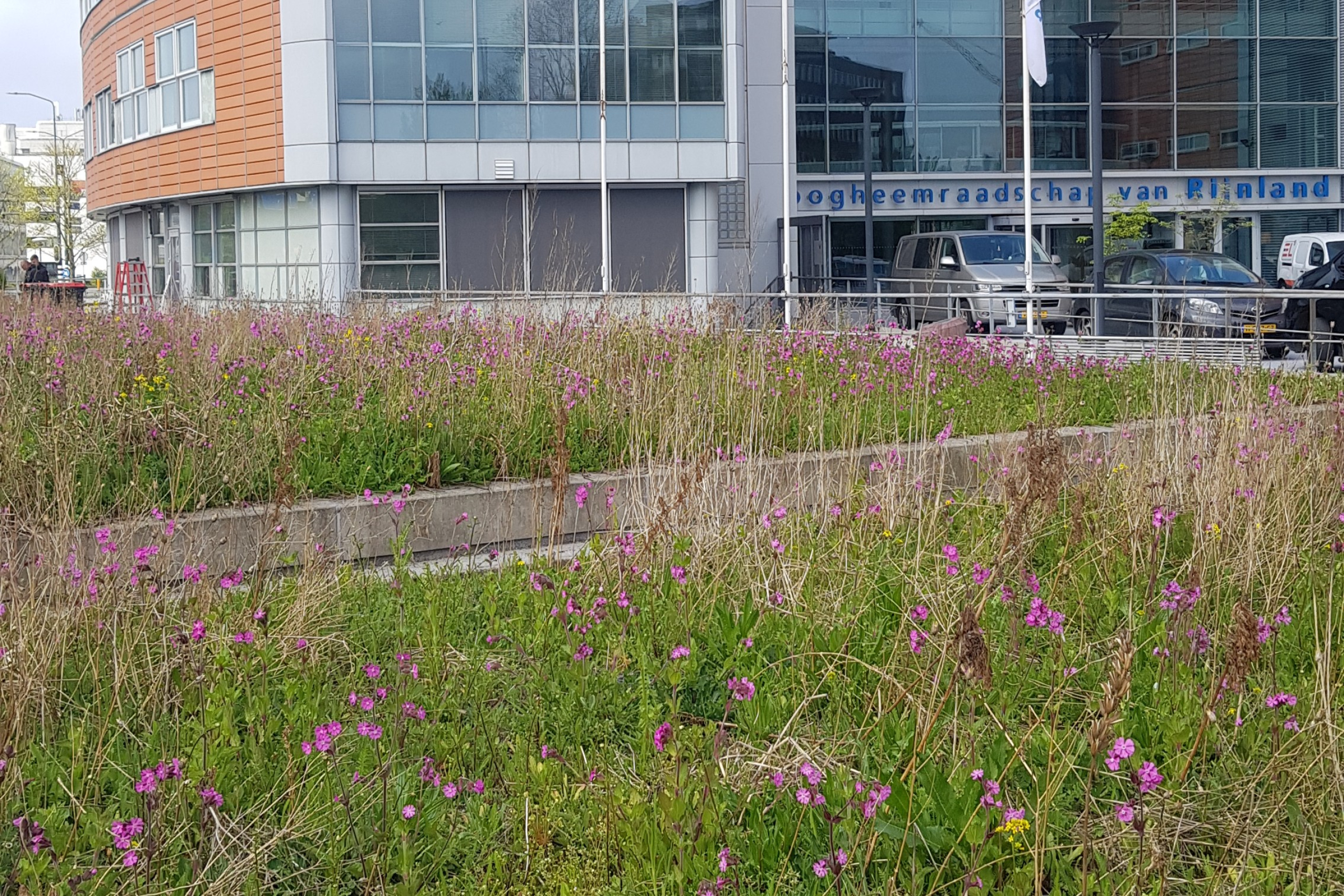 grote bloembakken met bloeinde dagkoekoeksbloem bij hoofdkantoor Hoogheemraadschap van Rijnland