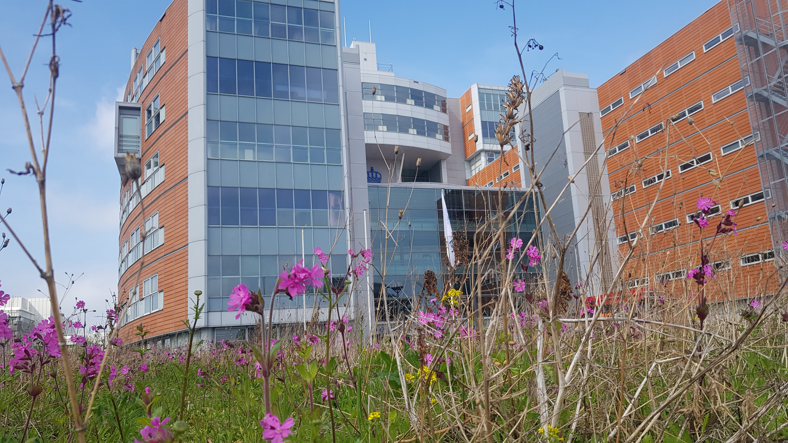 grote bloembakken met bloeinde dagkoekoeksbloem bij hoofdkantoor Hoogheemraadschap van Rijnland