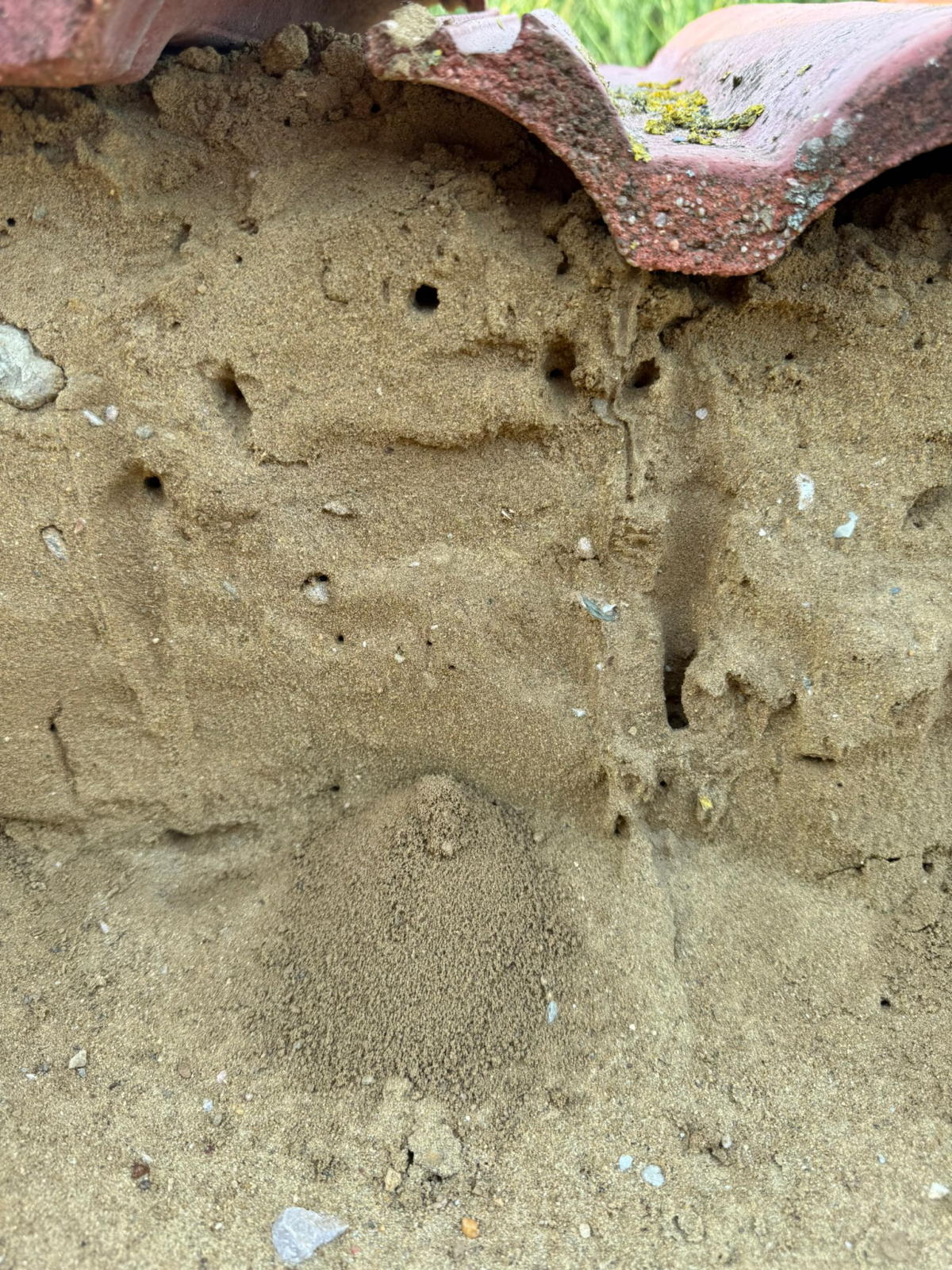 Sporen van graafactiviteit in de bijenburcht