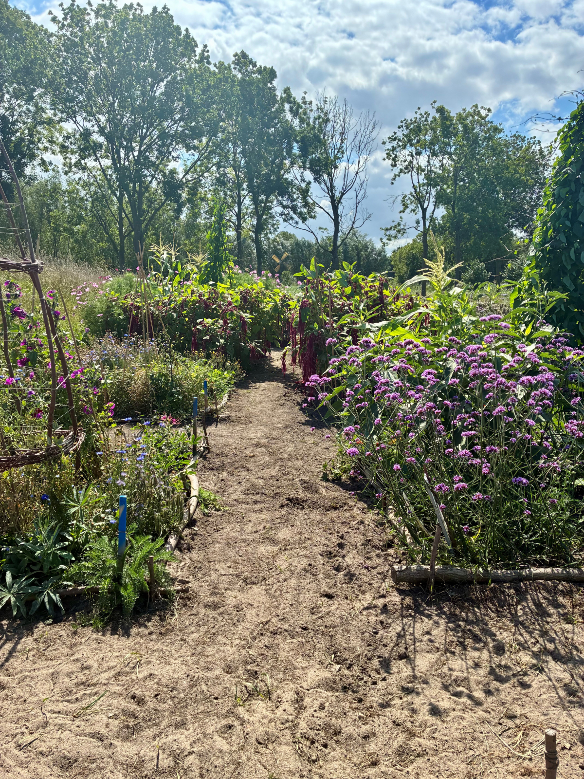 Het noodrelijke deel van het park, met borders met insectenplanten