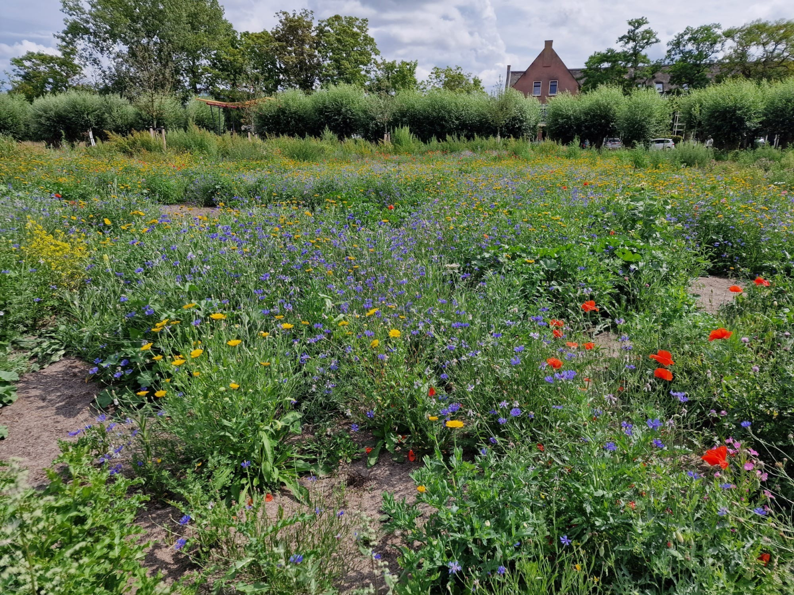veldbloemenmengsel in het zuidelijke deel van het park