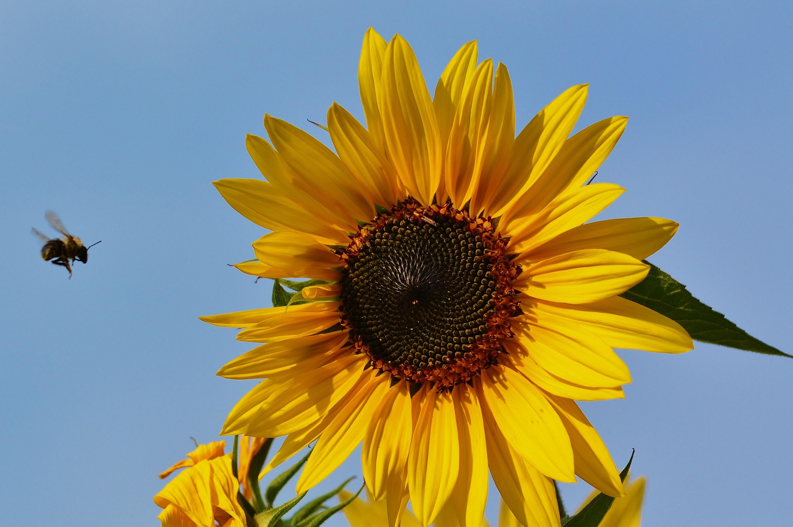 zonnebloem met vliegende hommel