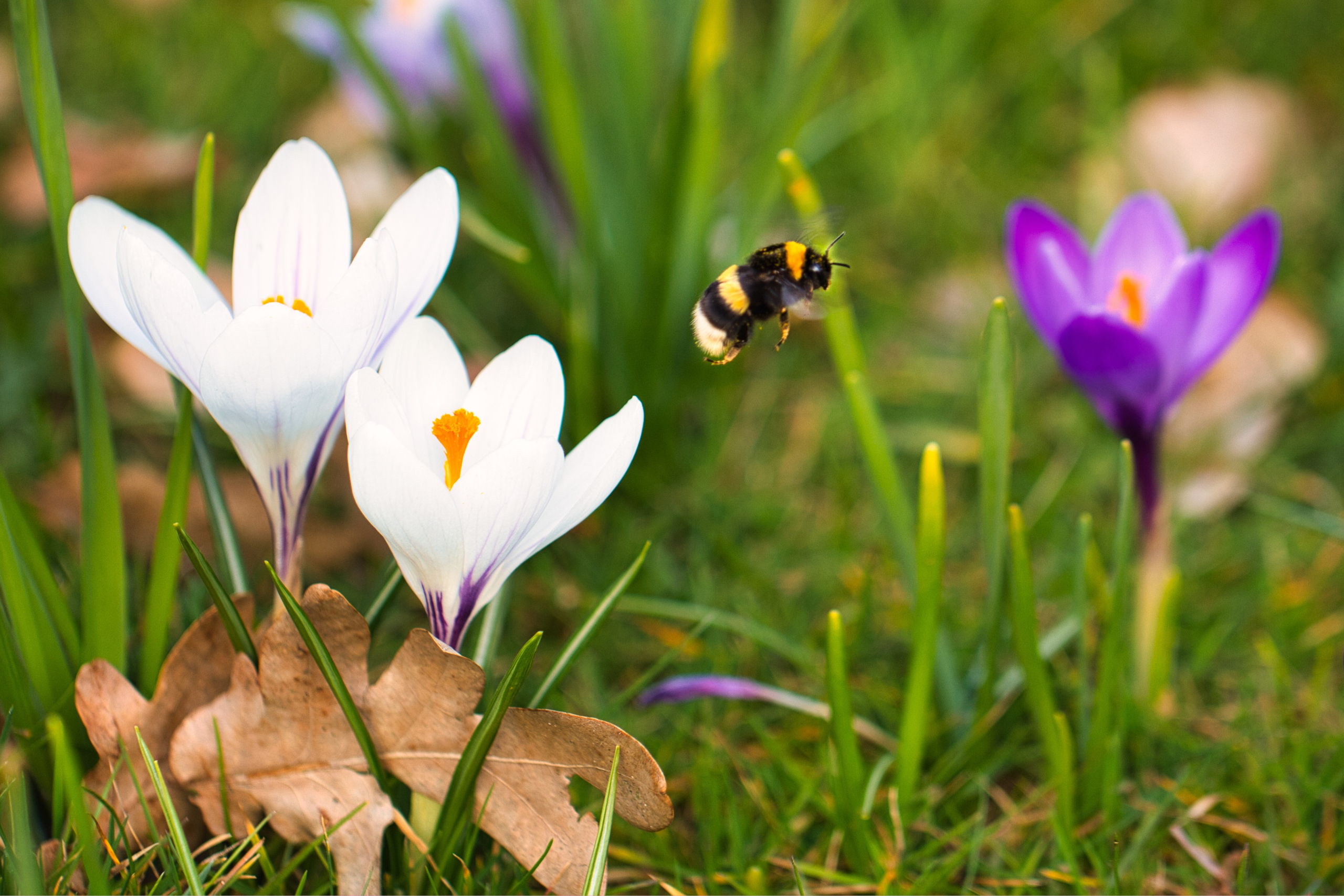 Hommel vliegt tussen crocussen