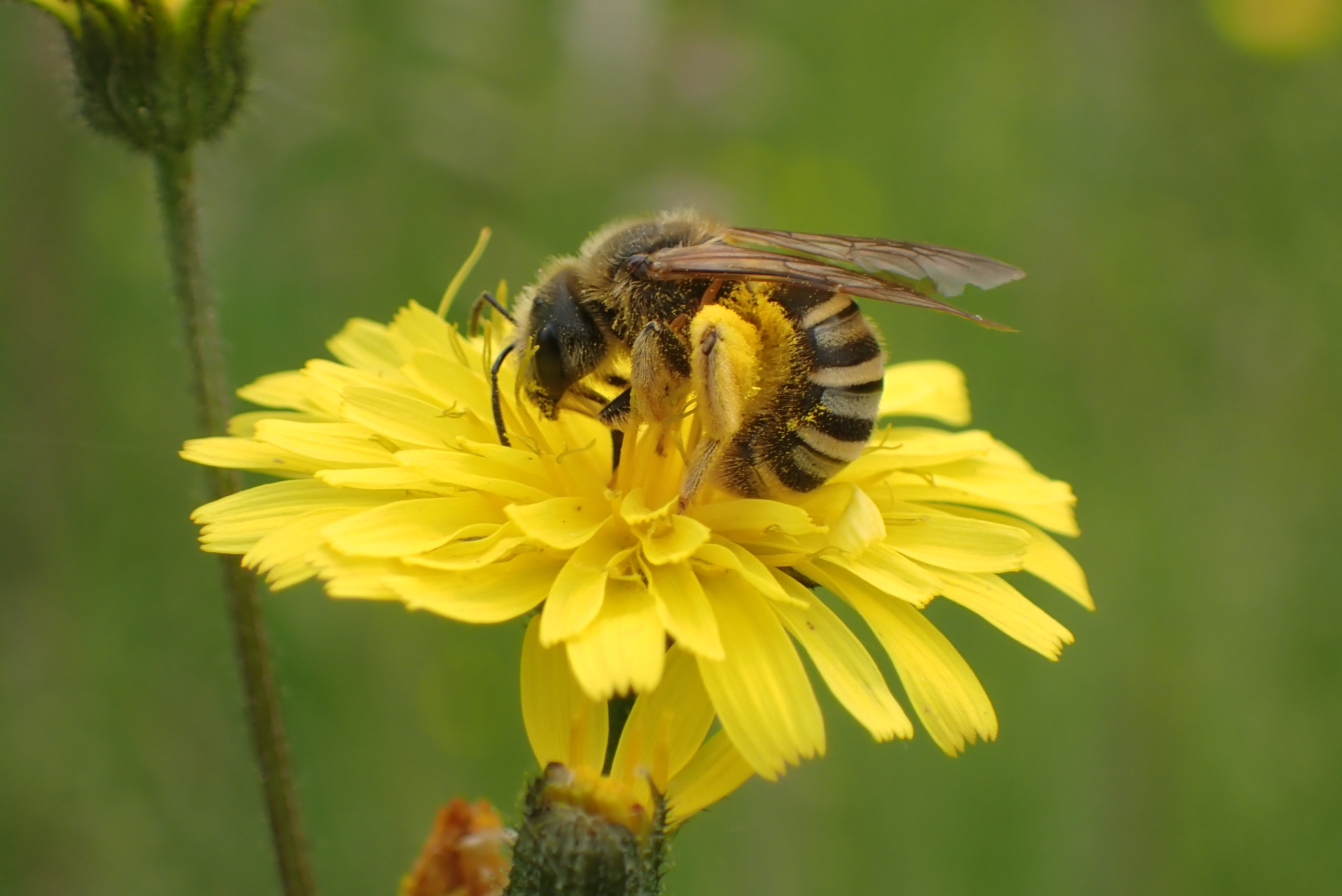 Een breedbandgroefbij, één van de gidsbijen. 