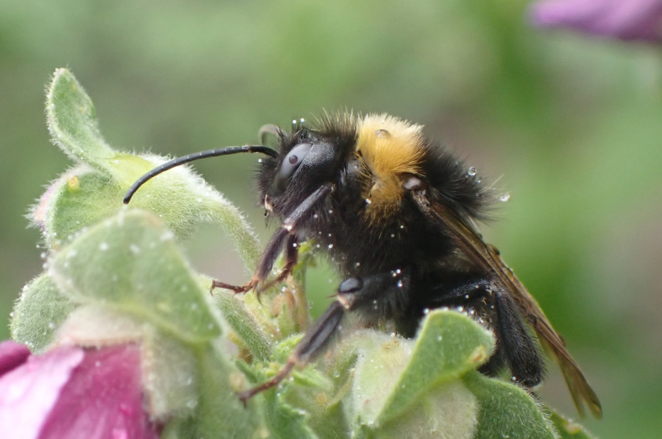 Natgeregende grote koekoekshommel