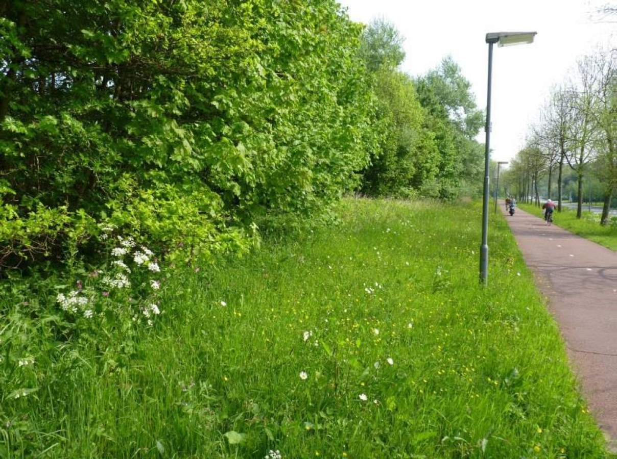 Geleidelijke bosrand met strook kruidenrijk gras erlangs, bij fietspad