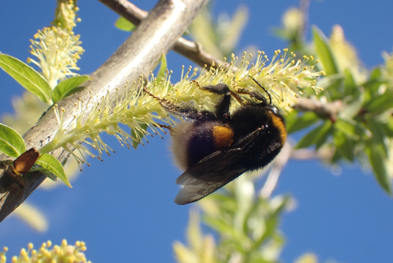 hommelkoningin op bloem van een wilg