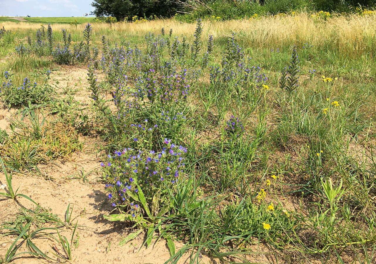 half open zandig terrein met slangenkruid, biggenkruid en andere planten