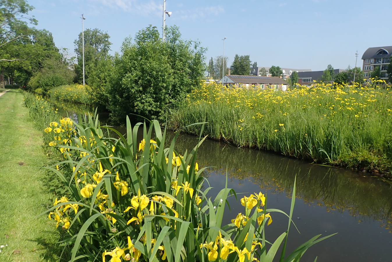 sloot met oevers met veel bloeiende oeverplanten