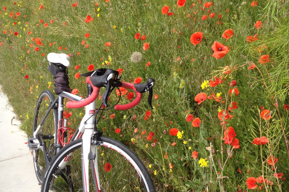 fiets bij bloemrijke berm Teylingen