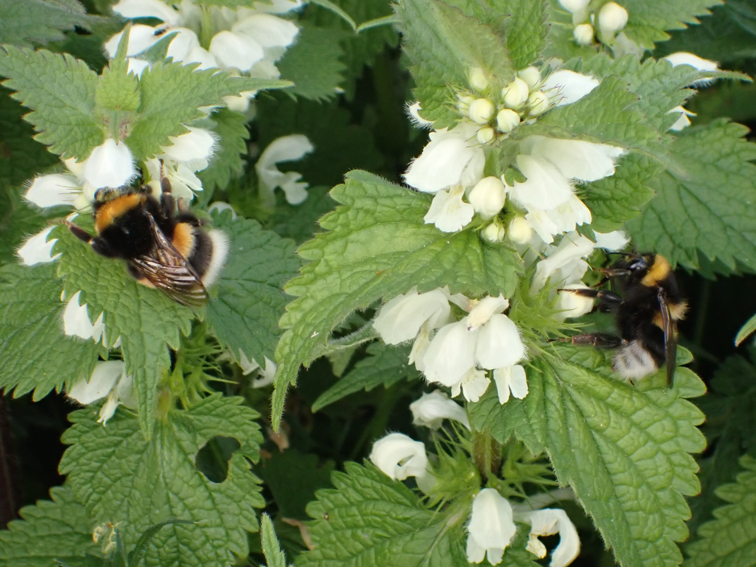 twee koninginnen bij elkaar: rechts tuinhommel, links aardhommel-groep