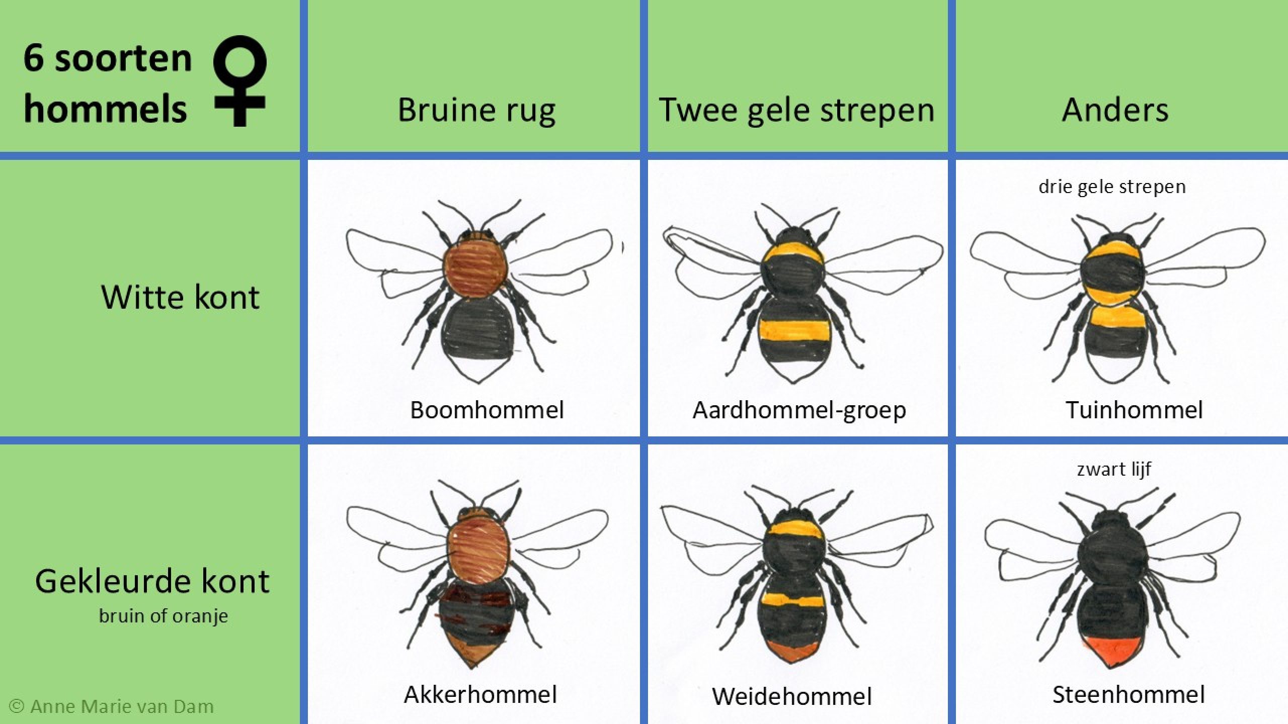 6 soorten hommels. koningin/werkster