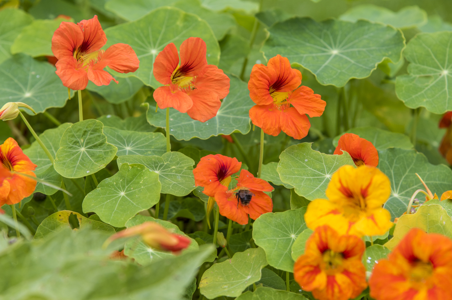 bloeiende oostindische kers