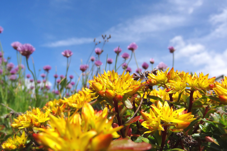 bloeiende sedum en bieslook