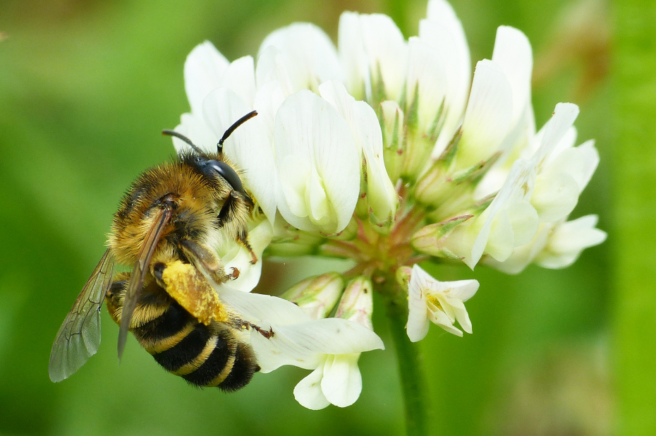 Klaverdikpoot op witte klaverbloem
