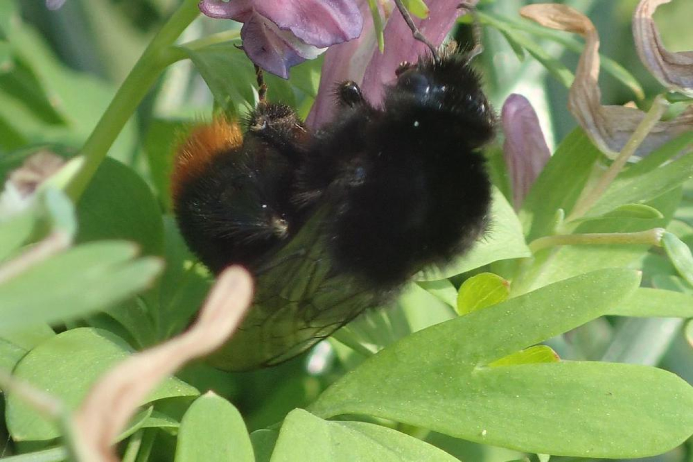 koningin steenhommel