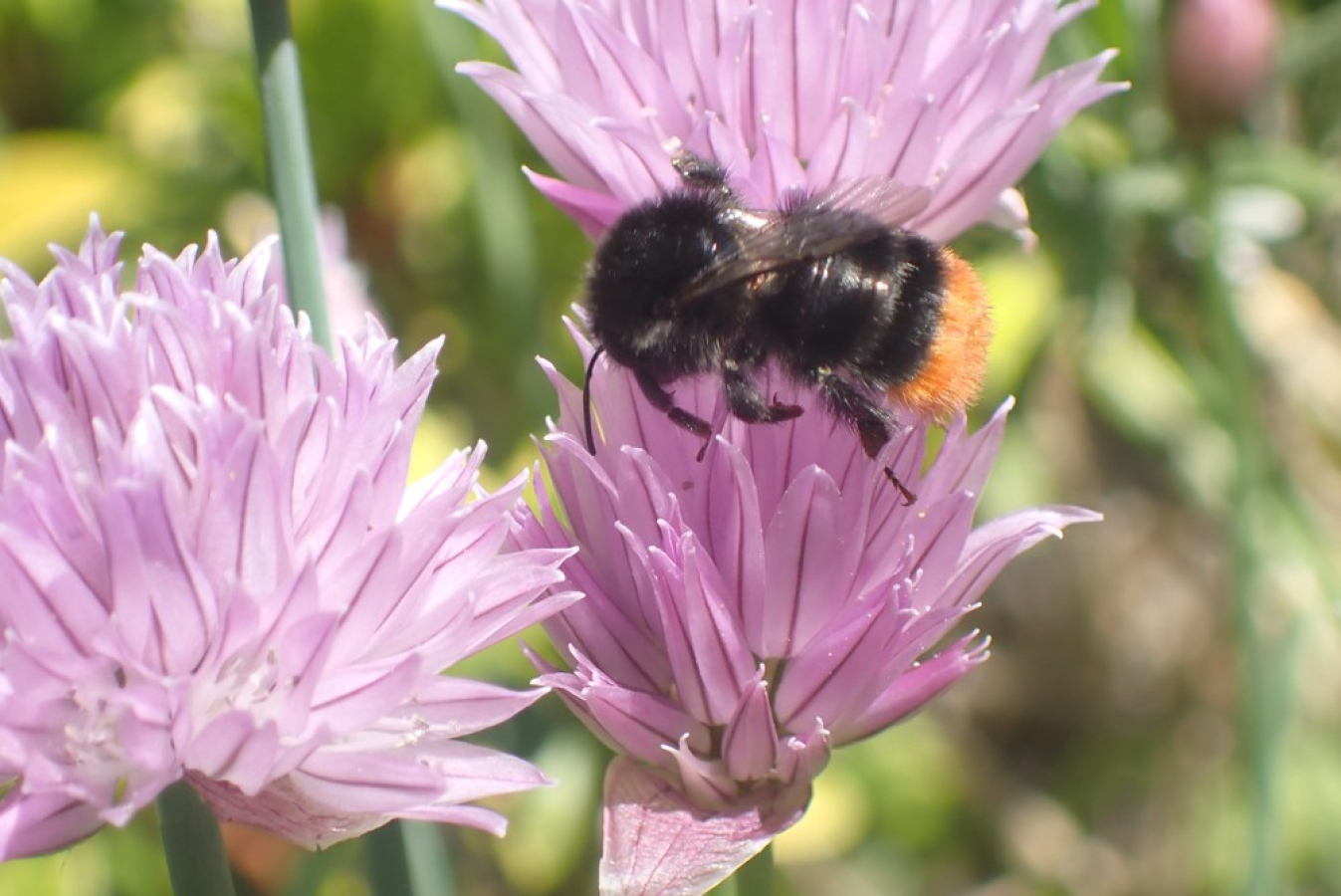 vrouwtje steenhommel op bieslookbloem