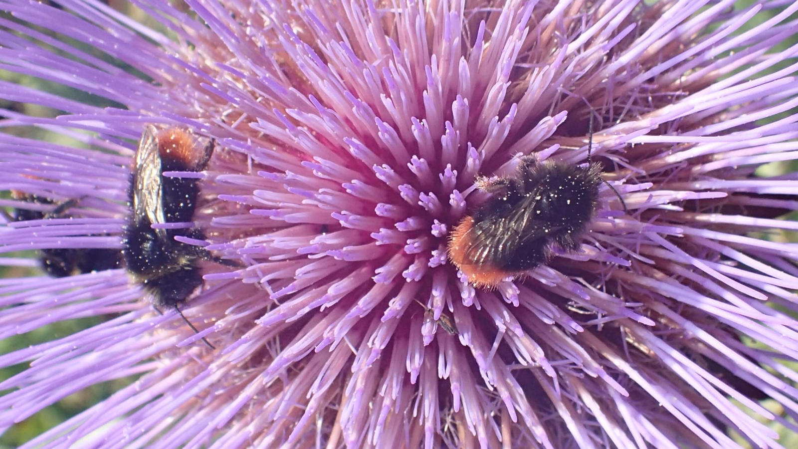 twee steenhommels op de bloem van een kardoen.