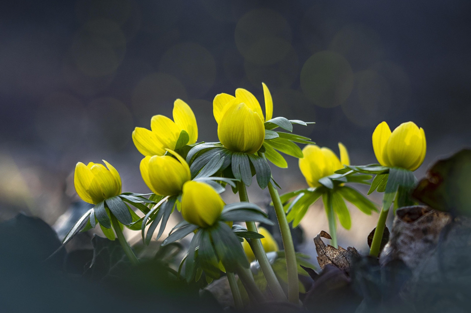 winteraconieten in bloei met sombere achtergrond