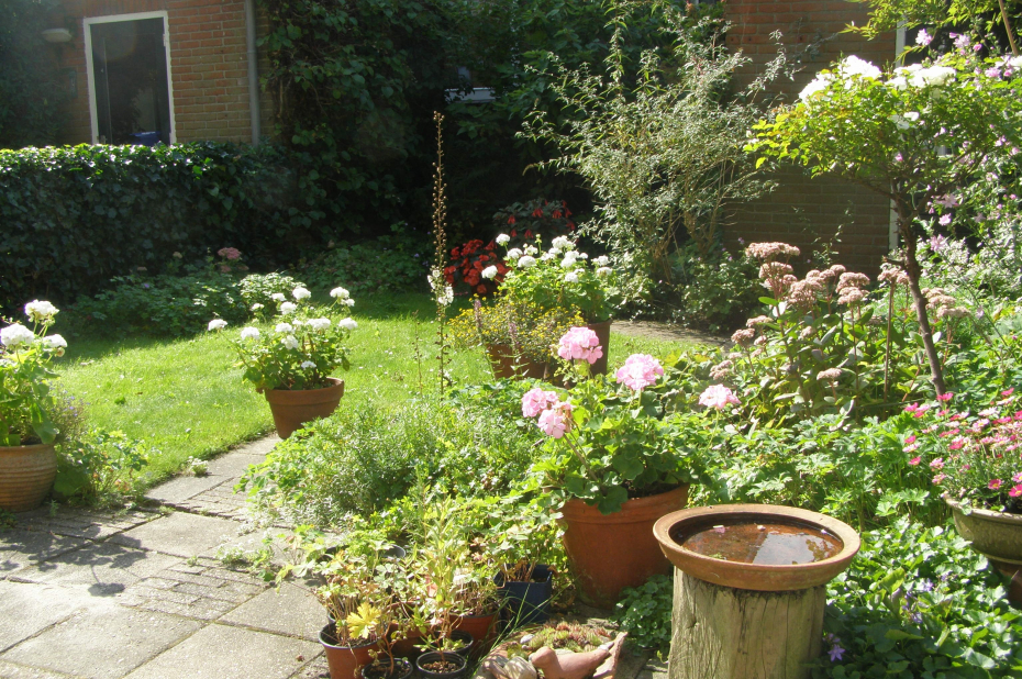 achtertuin met bloemen