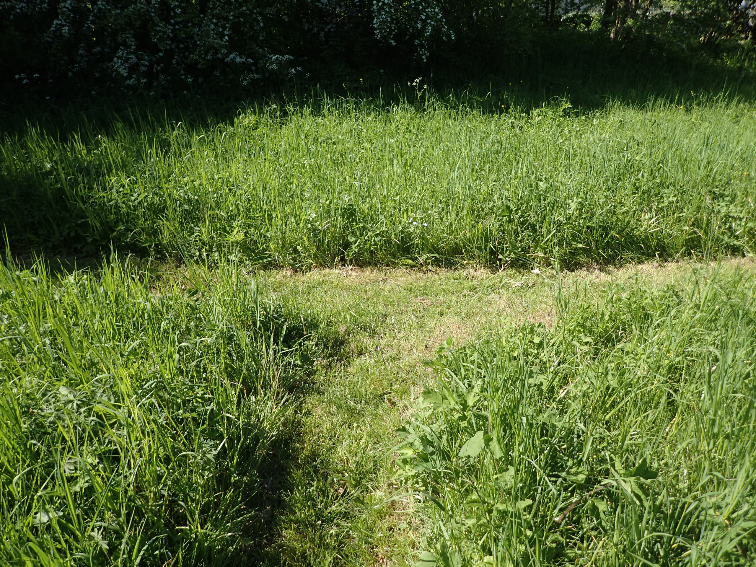 graspad gemaaid tussen hoog gras