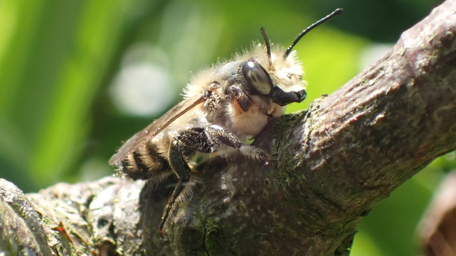 mannetje grote bladsnijder rust op een takje