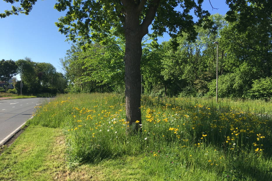 Bloeiende berm met boom
