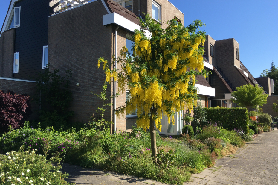 groene voortuin met bloeiende gouden regen hoekhuis