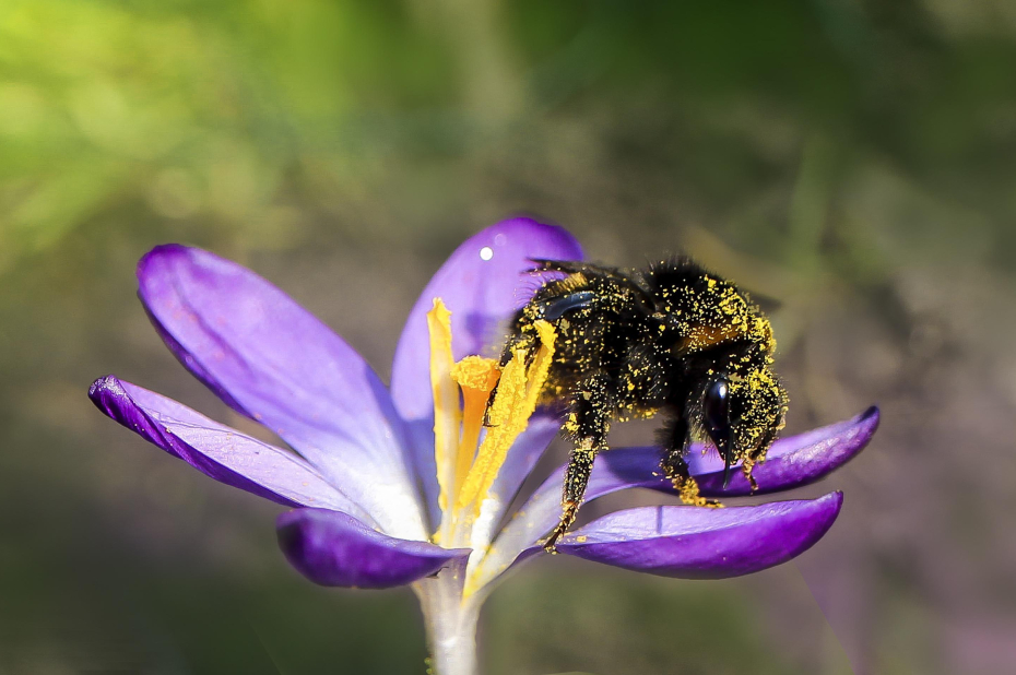 Hommel met veel stuifmeel op haar haar, op krokusbloem