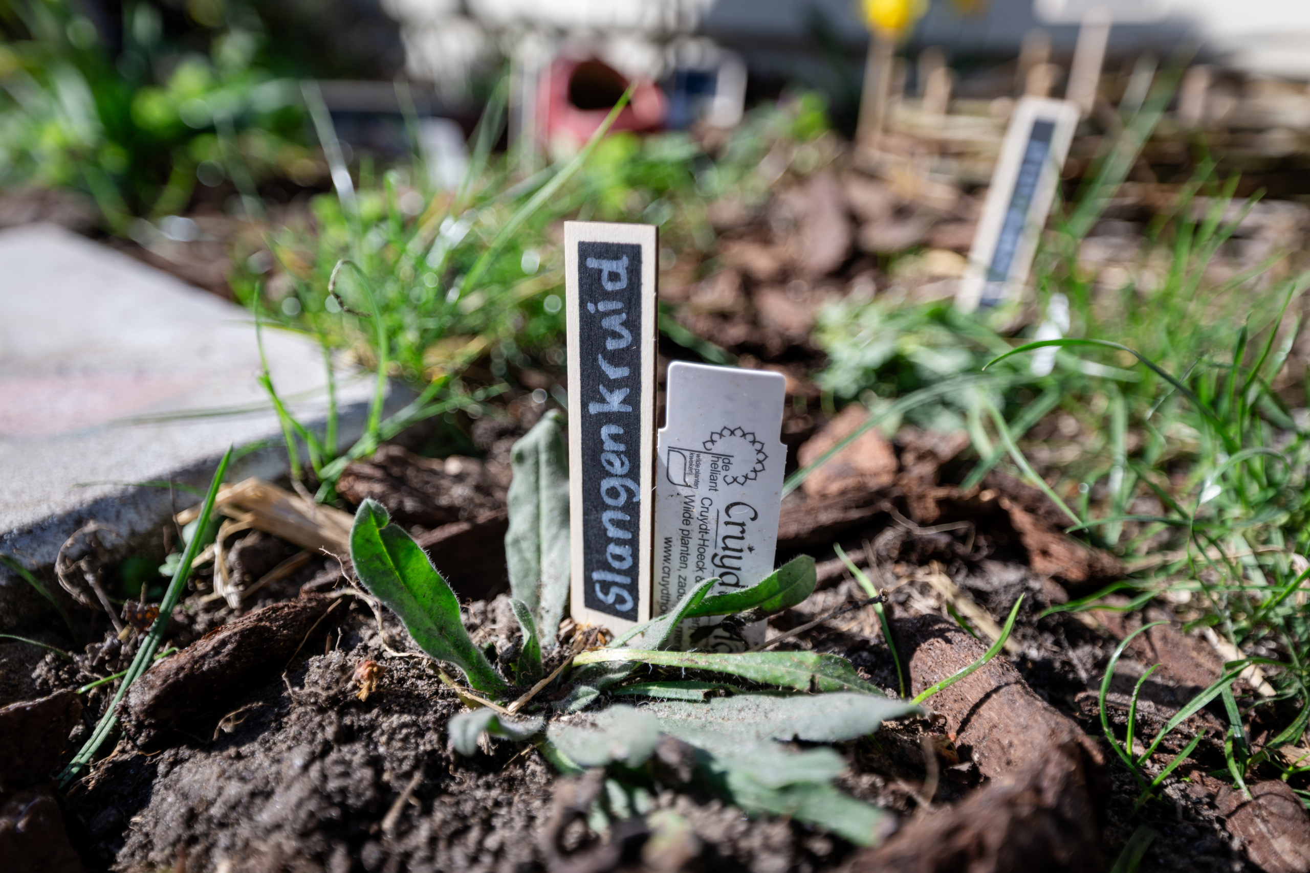 pas geplant slangenkruid met naambordje in een tuintje met andere nieuwe planten