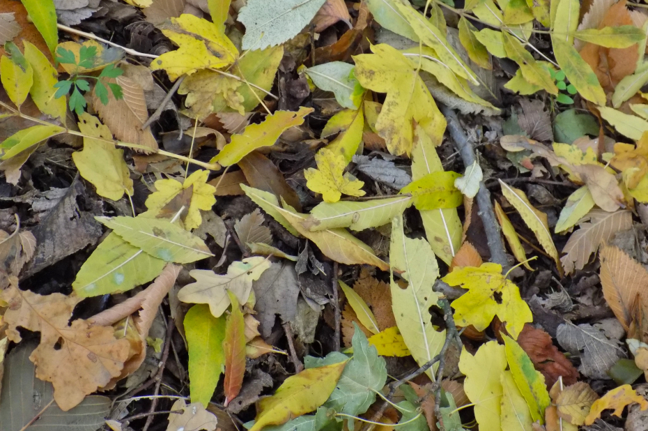 Herfstbladeren op de grond