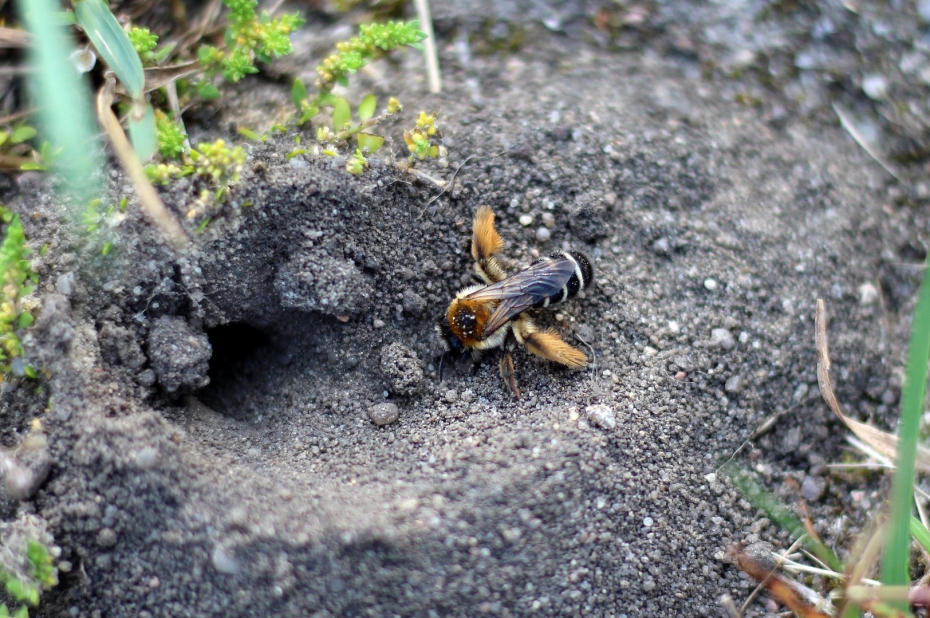 pluimvoetbij graaft een nest