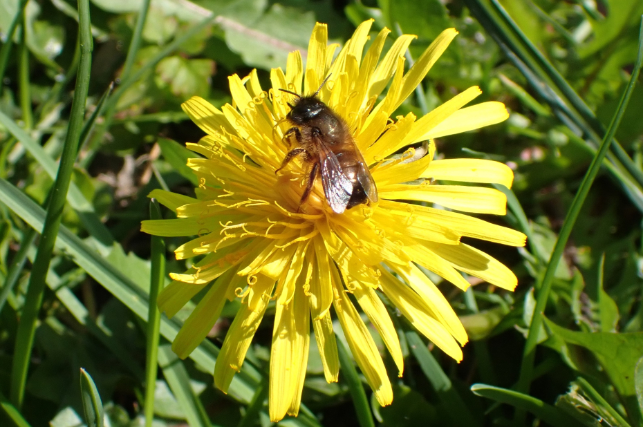 Paardenbloem met rosse metselbij