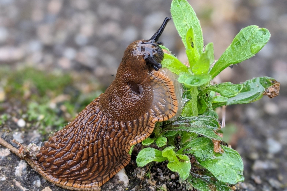 Naaktslak eet een plantje op