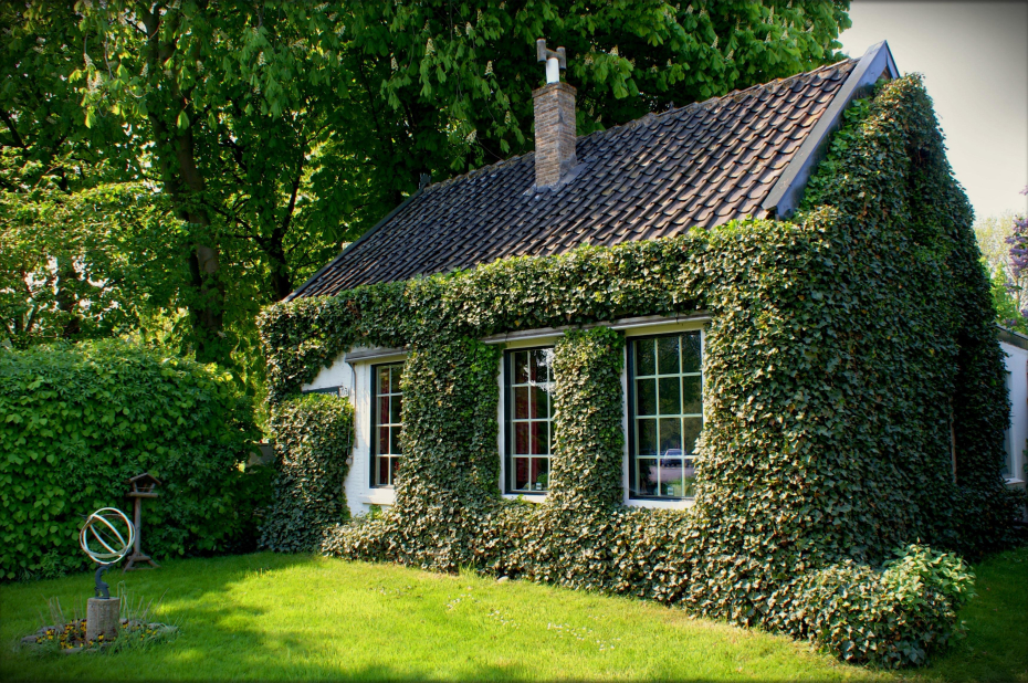 Huis met klimop tegen de gevels.