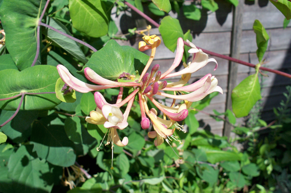Kamperfoelie bij een schutting