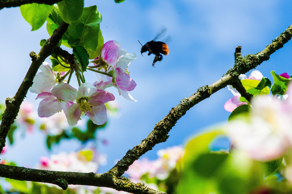 Steenhommel vliegt bij de bloesen van een appelboom
