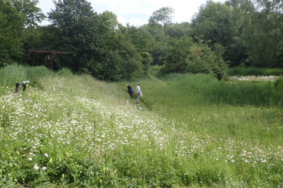Bed&Breakfast-gebied: kruidenrijk grasland in Natuurtuin Zoetermeer
